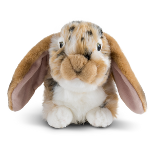 Brown Dutch Lop Eared Rabbit
