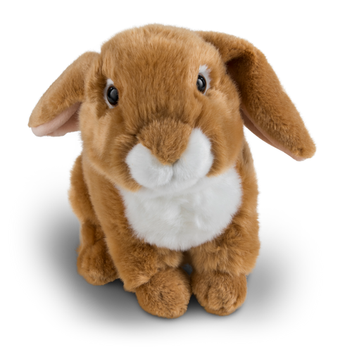 Light Brown French Lop Eared Rabbit