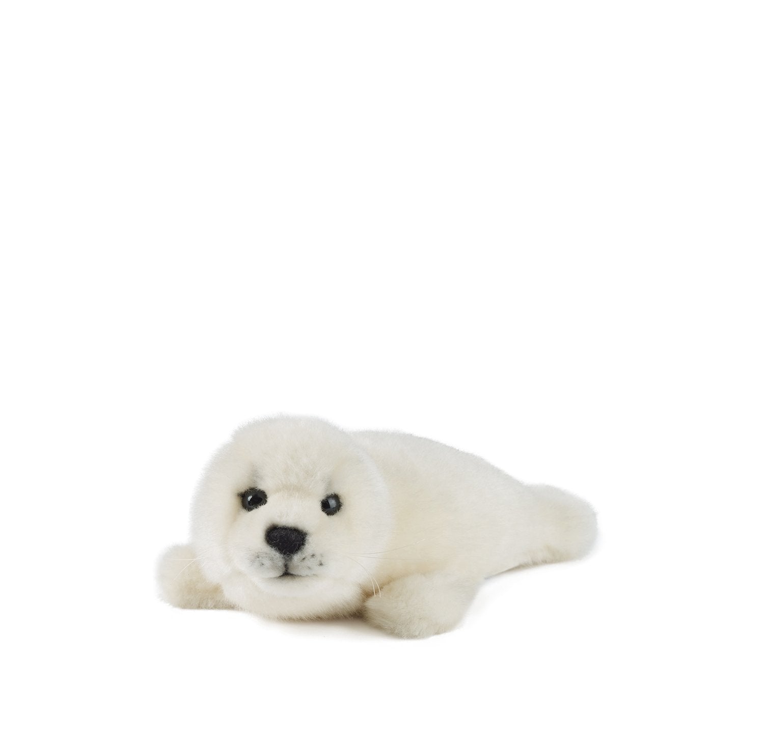 Grey Seal Pup