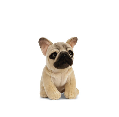 Sitting French Bulldog