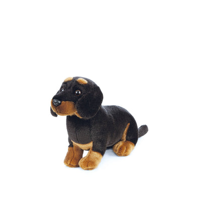 Dachshund