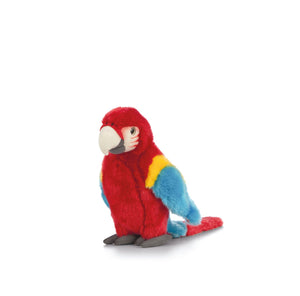 Red Macaw